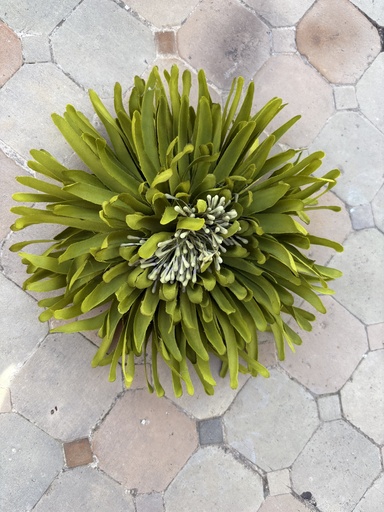 Broche FLORI  Pistacho